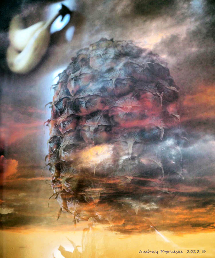 Pineapple death - Photo Art Gallery by Andrzej Popielski