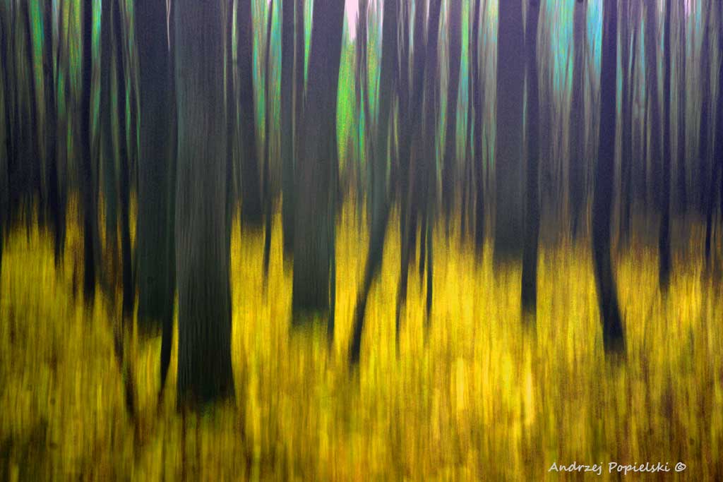 Extraterrestrial vegetation - Photo Art Gallery by Andrzej Popielski