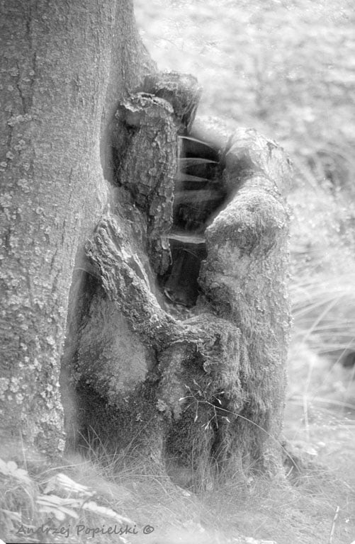 Came, sat down and woody - Photo Art Gallery by Andrzej Popielski