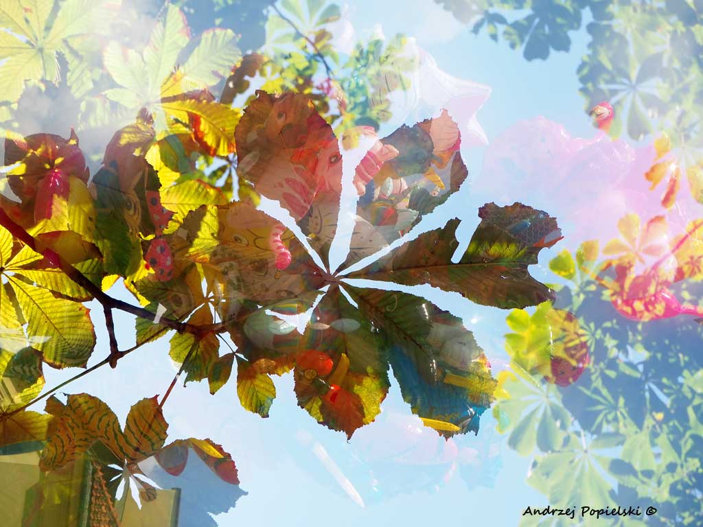 The fifth season - Photo Art Gallery by Andrzej Popielski