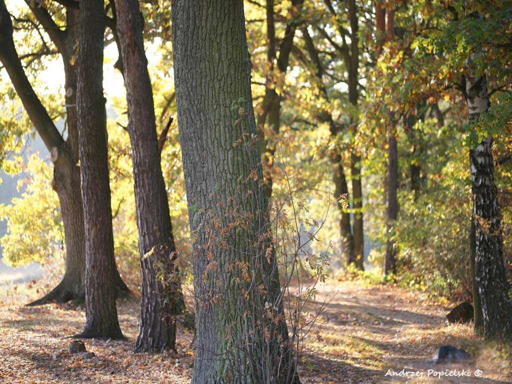 Forest 1 - Photo Art Gallery by Andrzej Popielski
