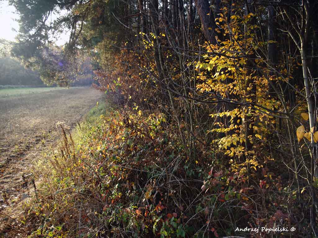 Forest 3 - Photo Art Gallery by Andrzej Popielski