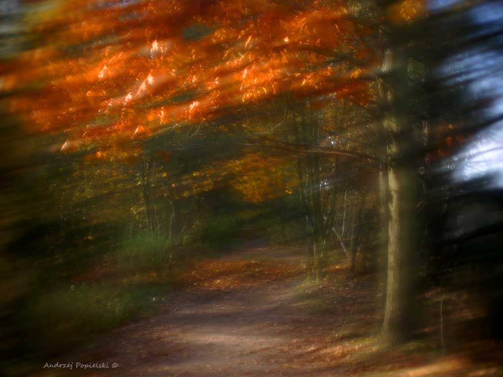 Forest 4 - Photo Art Gallery by Andrzej Popielski