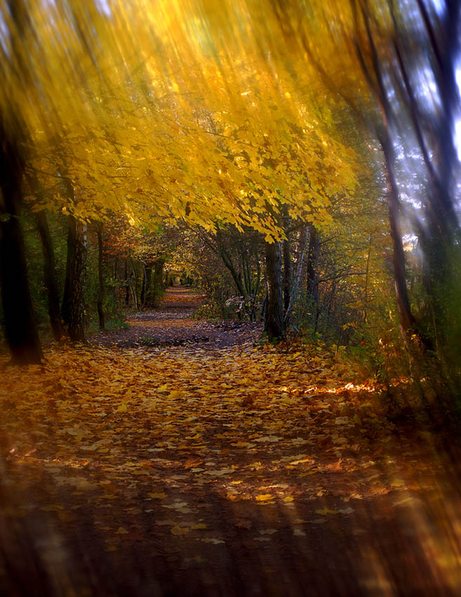 Forest 5 - Photo Art Gallery by Andrzej Popielski