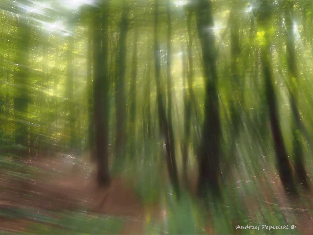 Forest 6 - Photo Art Gallery by Andrzej Popielski