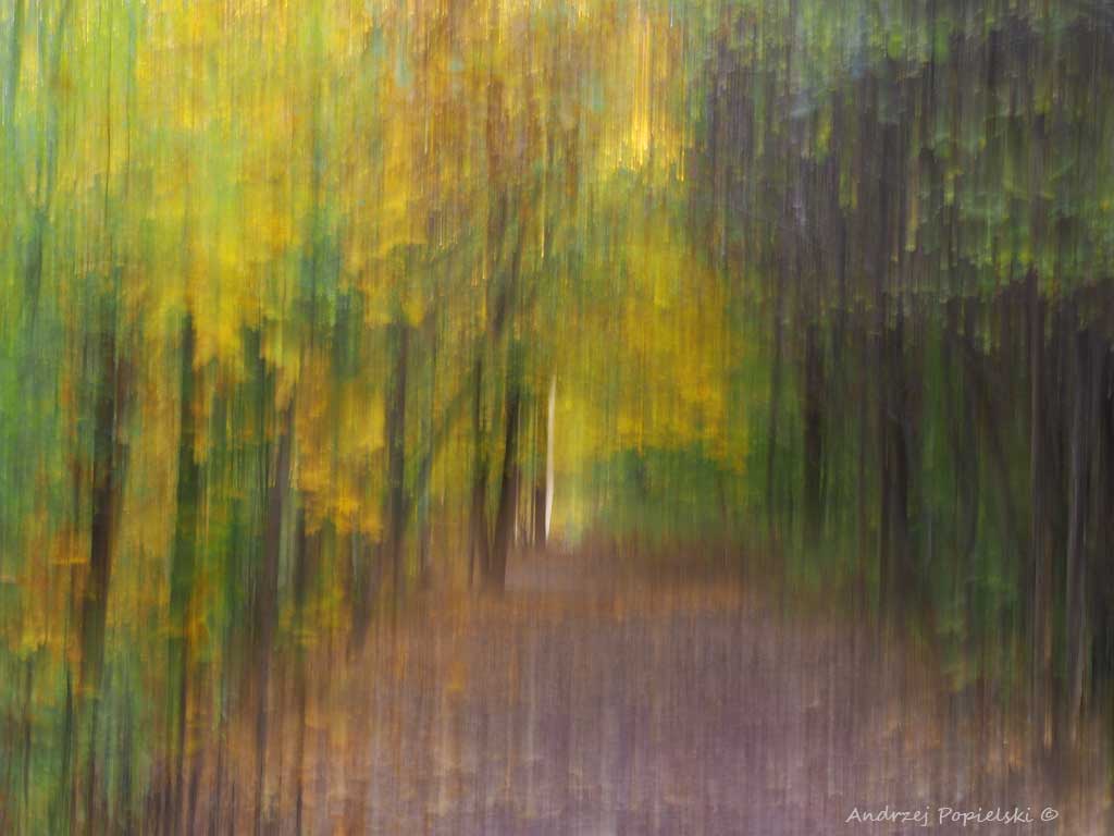 Forest 8 - Photo Art Gallery by Andrzej Popielski
