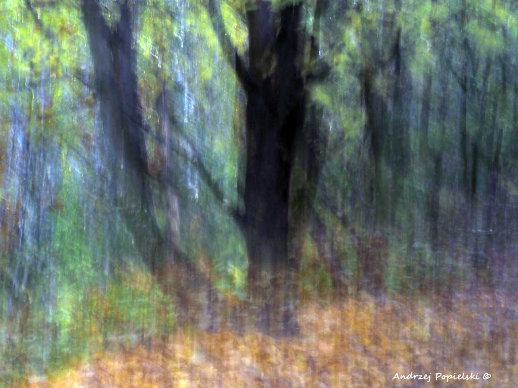 Forest 9 - Photo Art Gallery by Andrzej Popielski