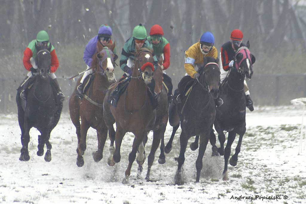 Winter horse racing 1 - Photo Art Gallery by Andrzej Popielski